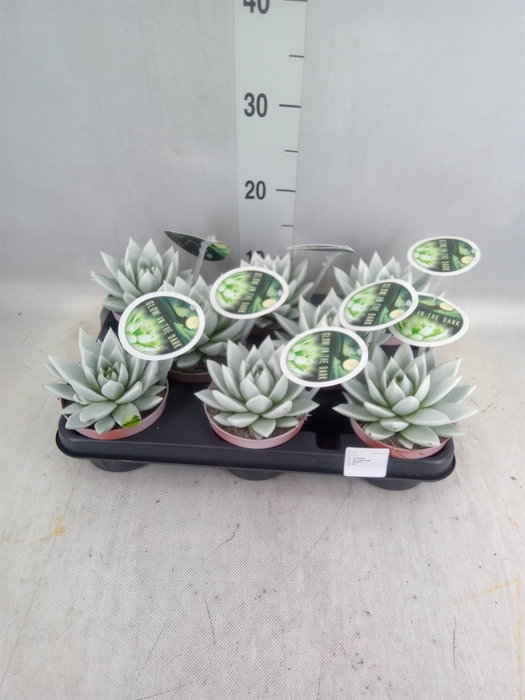 <h4>Echeveria  'Miranda'</h4>