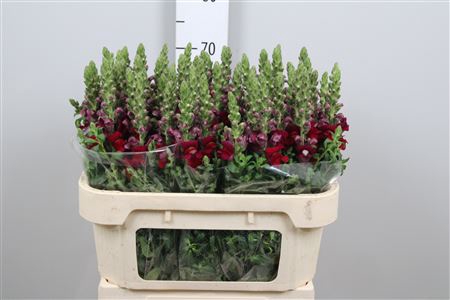 <h4>Antir Antibes Red</h4>
