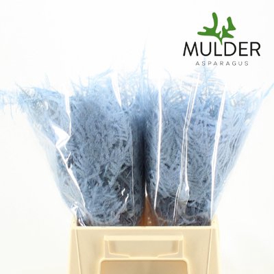 <h4>Leaf asparagus paint blue light</h4>