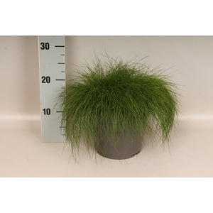 vaste planten 19 cm  Festuca Berni Green