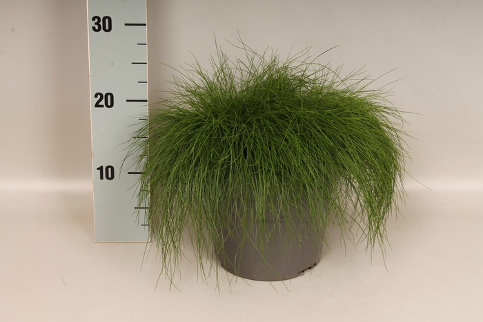 vaste planten 19 cm  Festuca Berni Green