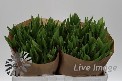 <h4>Tulipa fr versaci</h4>