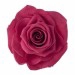 <h4>Rose Ines Pink Framboise</h4>