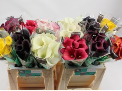 <h4>Zantedeschia mix</h4>