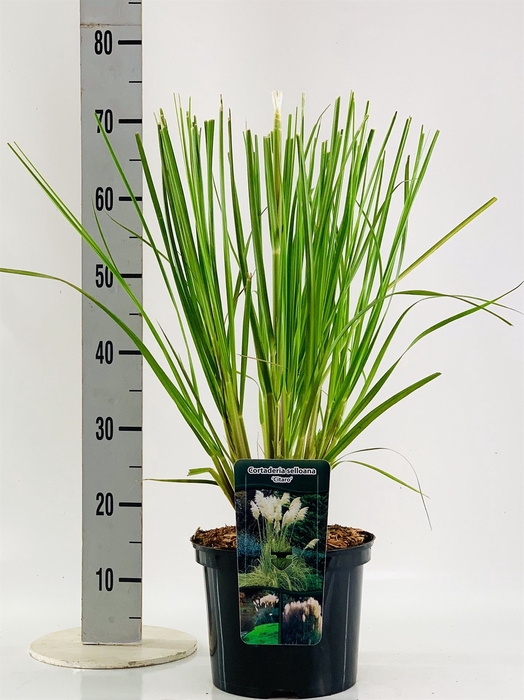 <h4>Cortaderia Sell.</h4>
