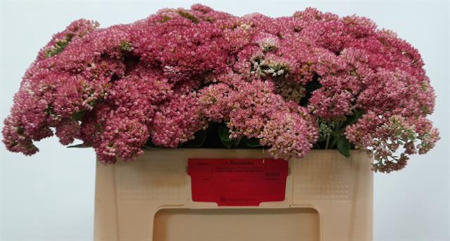 <h4>SEDUM SPECTABILE BLOOMING</h4>