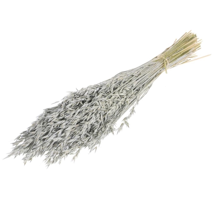 <h4>Haver (avena) grey misty</h4>