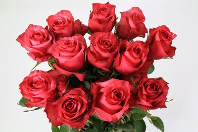 <h4>Rosa ec lola</h4>