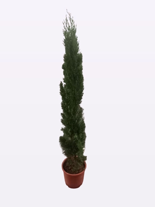 <h4>Cupressus sempervirens</h4>