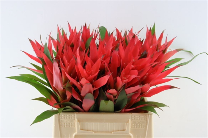 <h4>Bromelia Neon Pink</h4>