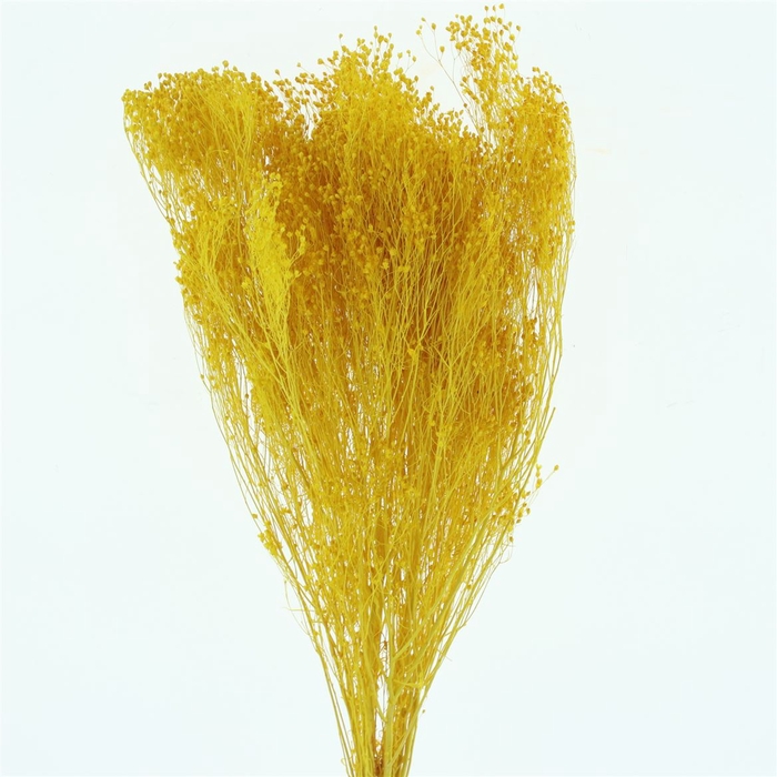 <h4>Dried Broom Bloom Yellow</h4>