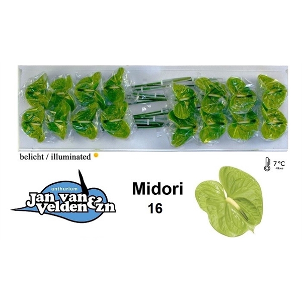<h4>Midori 16</h4>