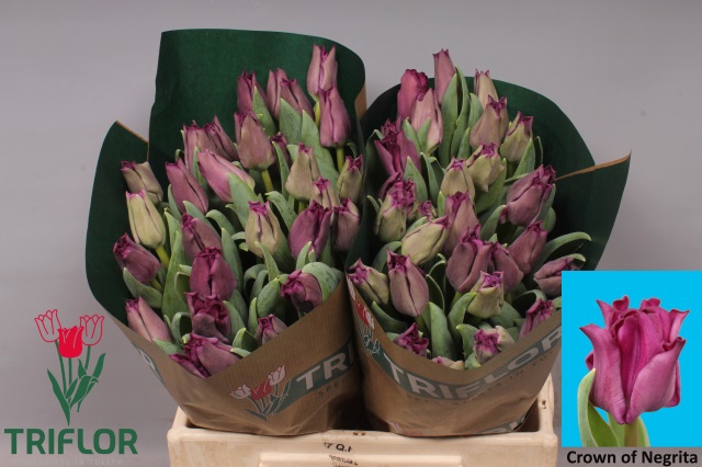 <h4>Tulipa co crown of negrita</h4>