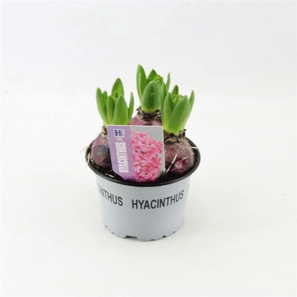 <h4>Hyacinthus Pink Pearl</h4>