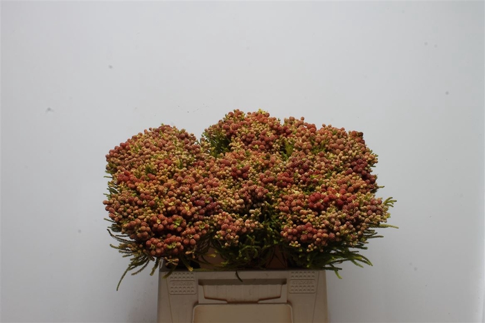 <h4>Kaaps Berzelia Strawberry</h4>