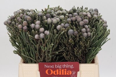 <h4>Cape green silver brunia</h4>