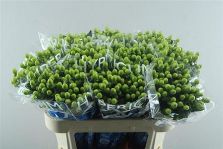 <h4>Hyp Coco Bamboo</h4>