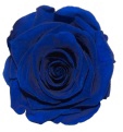 <h4>Rose Blue Classy pres.</h4>