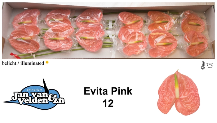 <h4>Evita Pink 12</h4>