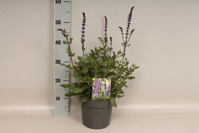 <h4>vaste planten 19 cm  Salvia nem Caradonna</h4>
