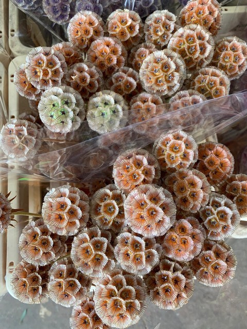 <h4>Scabiosa stellata paint orange</h4>