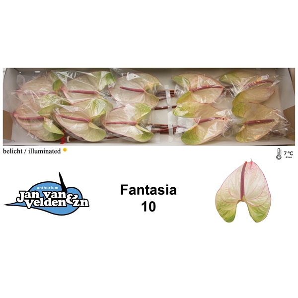 <h4>Fantasia 10</h4>