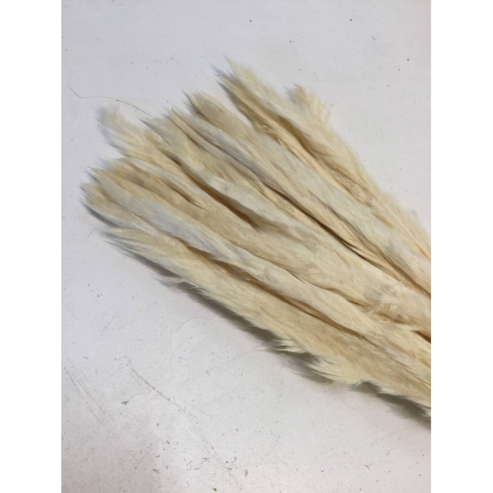 <h4>DRIED FLOWERS - CORTADERIA BLEACHED 80CM</h4>