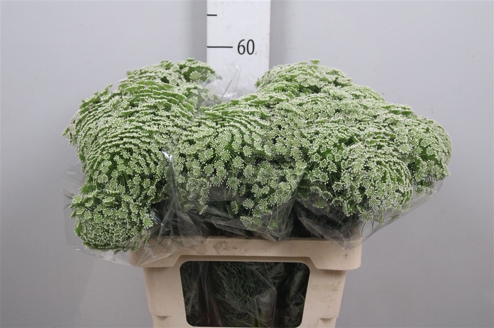 <h4>Ammi Visnaga</h4>