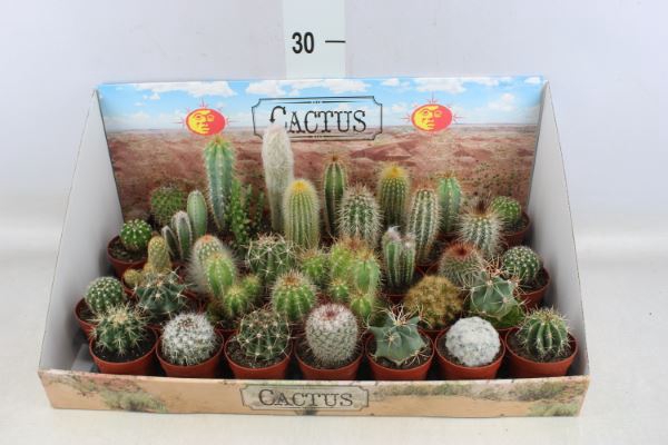 <h4>Cactus ...mix</h4>