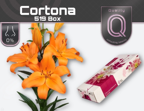 <h4>LI LA CORTONA 519 BOX 4+</h4>
