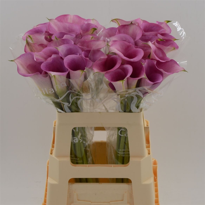 <h4>Zantedeschia captain violetta</h4>