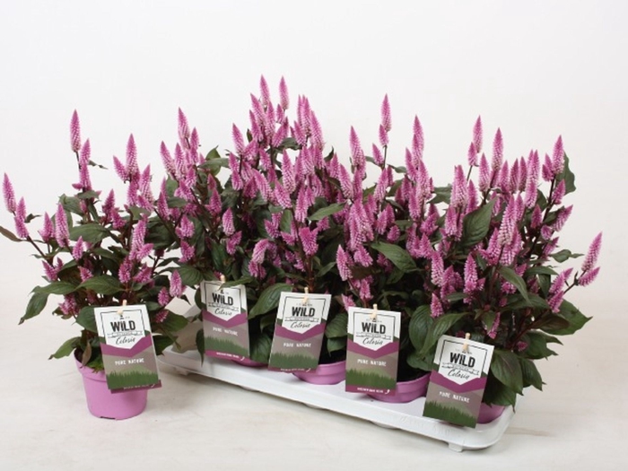 <h4>Celosia Spic. Wild Pink</h4>