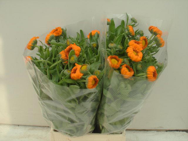 <h4>Calendula green spot orange</h4>