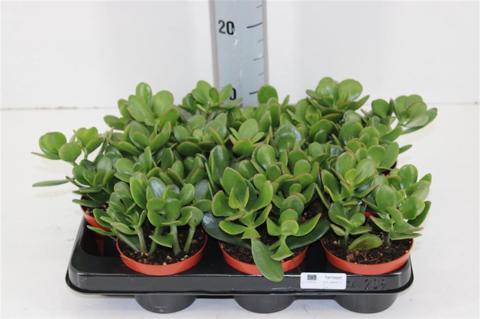 <h4>Crassula Ovata P5.10</h4>
