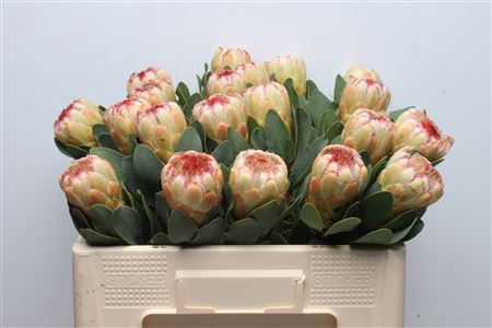 <h4>Protea Grandicolor</h4>