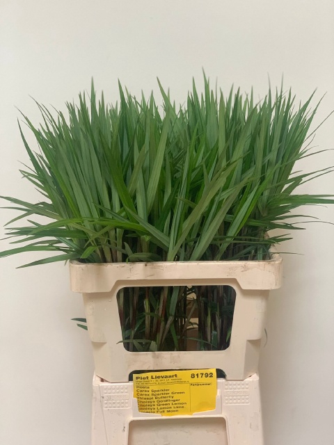 <h4>CAREX PH GR SPARKLER GROEN</h4>