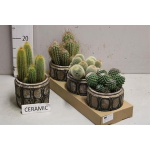 Cactus Arrangement 15Ø 30 cm
