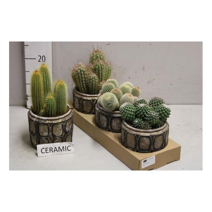 <h4>Cactus Arrangement 15Ø 30 cm</h4>