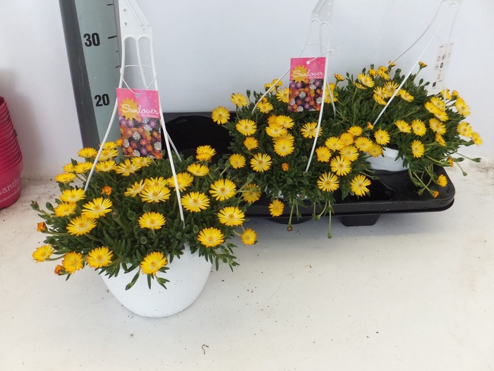 <h4>Delosperma cooperi Lido Yellow With</h4>