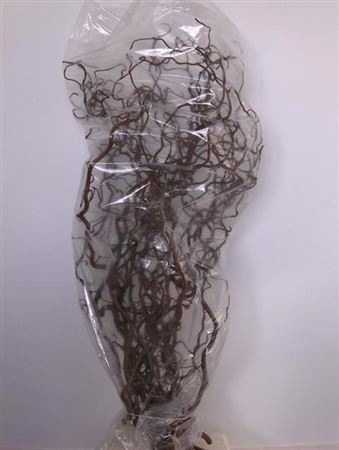 <h4>Coryl Av Contorta 120cm</h4>