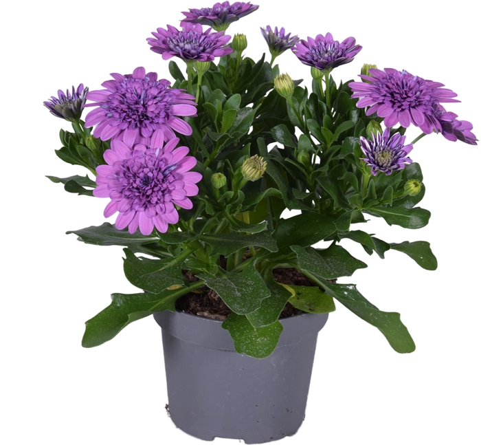 Osteospermum dubbel mixkar