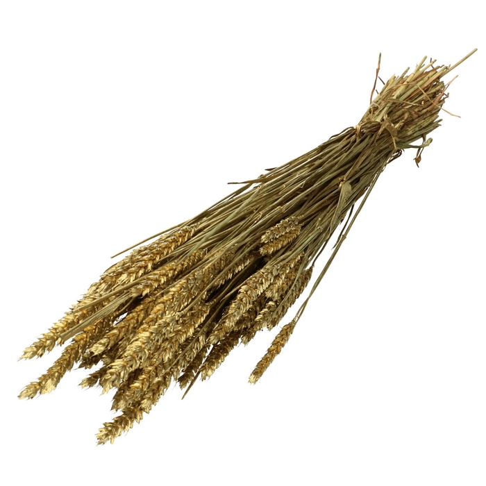 <h4>Droogbloem Tarwe 60-70cm</h4>