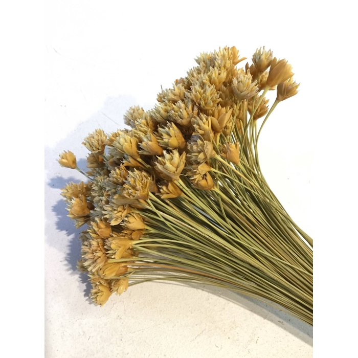 <h4>DRIED FLOWERS - HILL FLOWER NATURAL 100GR</h4>