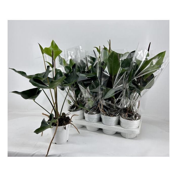 <h4>Anthurium Arrow 14Ø 50cm 1fl</h4>