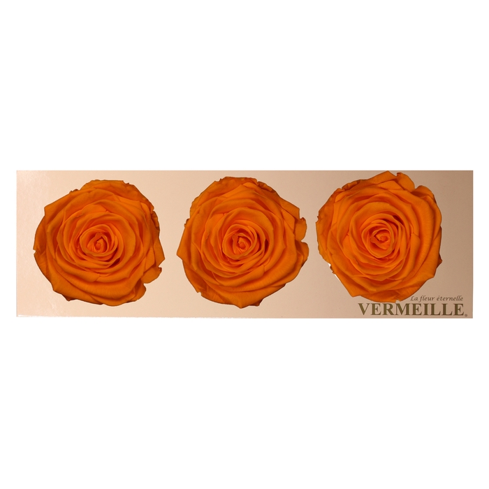 <h4>Rose Monalisa Orange</h4>