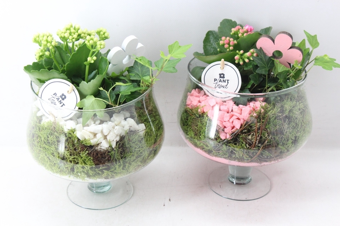 <h4>arr2 PL - Glas op voet M x6 - roze/wit</h4>