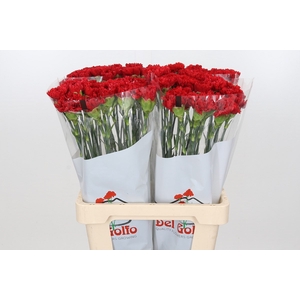 Dianthus St Arona