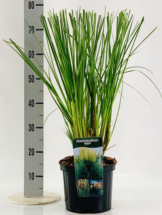 <h4>Cortaderia Sell.</h4>