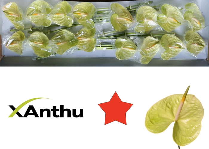 <h4>ANTH A Lemona 16</h4>