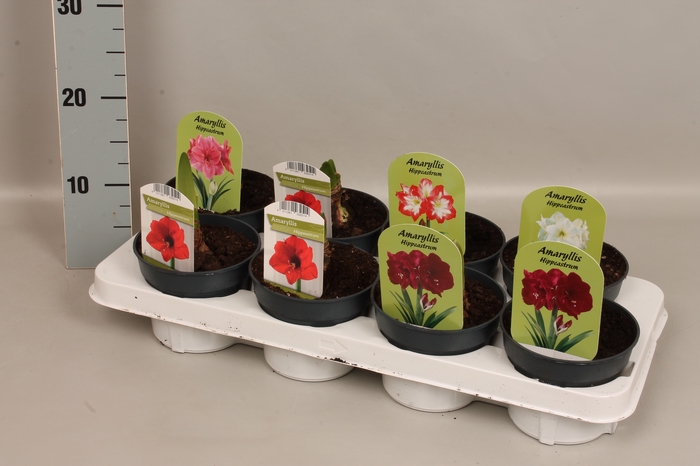 <h4>Bol op pot Amaryllis mix 12cm</h4>